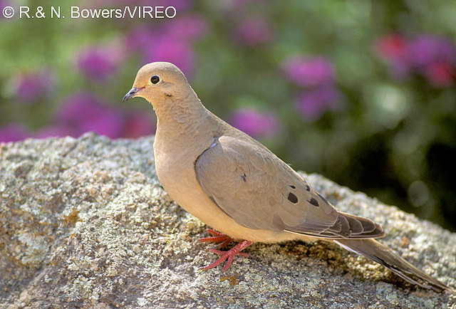 Mourning Dove